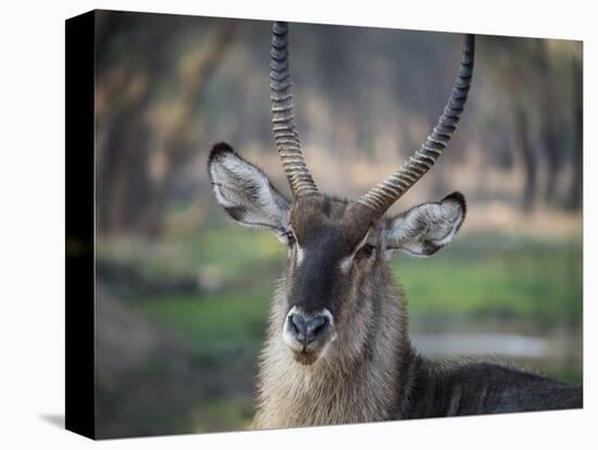 Africa, Zambia. Portrait of Waterbuck-Jaynes Gallery-Premier Image Canvas