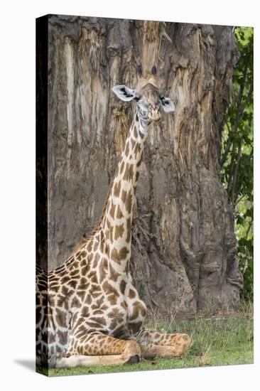 Africa, Zambia, South Luangwa National Park. Thornicroft's giraffe.-Cindy Miller Hopkins-Premier Image Canvas