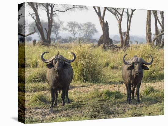 Africa, Zambia. Two Cape Buffalo Males-Jaynes Gallery-Premier Image Canvas