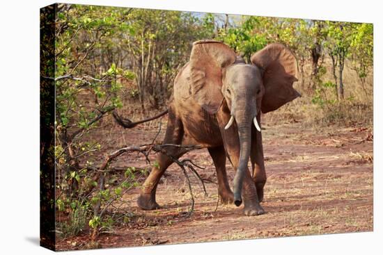 Africa, Zimbabwe, Bumi Hills. Elephants of MatUSAdona Park-Kymri Wilt-Premier Image Canvas