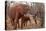 Africa, Zimbabwe, Bumi Hills. Elephants of MatUSAdona Park-Kymri Wilt-Premier Image Canvas