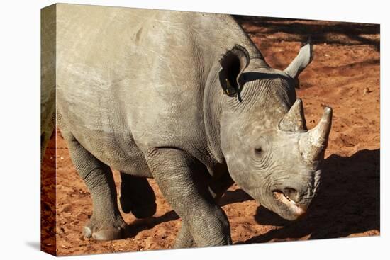 Africa, Zimbabwe, Victoria Falls. Black Rhinoceros-Kymri Wilt-Premier Image Canvas