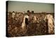 African American Day Laborers Picking Cotton Near Clarksdale, Mississippi, November 1939-Marion Post Wolcott-Stretched Canvas