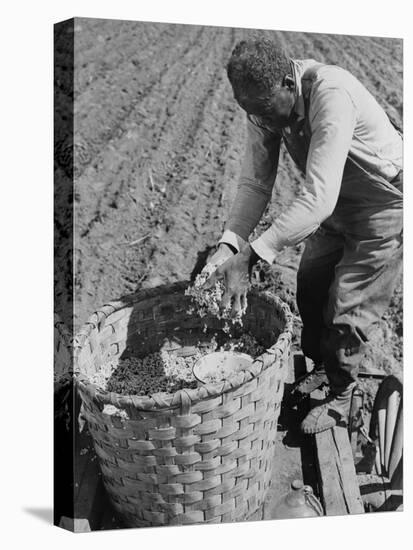 African American Farmer Planting Cotton in a Plowed Field in Butler County, Alabama, April 1941-null-Stretched Canvas