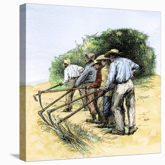 African American Field Hands Hooking Up Sugar Cane in Louisiana, c.1800-null-Premier Image Canvas