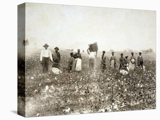 African American Men, Women, and Children, Employed as Cotton Pickers in North Carolina, 1900-null-Stretched Canvas
