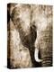 African Animals I - Sepia-Eric Yang-Stretched Canvas