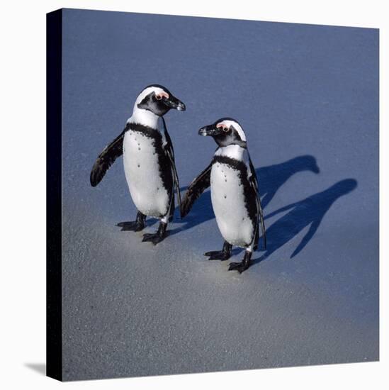 African Black-Footed Jackass Penguin Holding Hands-null-Premier Image Canvas