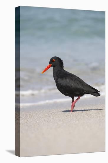 African (Black) Oystercatcher (Haematopus Moquini), De Hoop Nature Reserve, Western Cape, Africa-Ann & Steve Toon-Premier Image Canvas