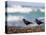 African Black Oystercatchers, De Hoop Nature Reserve, Western Cape, South Africa-Steve & Ann Toon-Premier Image Canvas