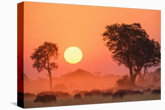 African buffalo (Cape Buffalo) (Syncerus caffer) at sunset, Okavango Delta, Botswana-Gary Cook-Premier Image Canvas