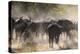 African buffalo (Cape Buffalo) (Syncerus caffer), Bushman Plains, Okavango Delta, Botswana-Gary Cook-Premier Image Canvas
