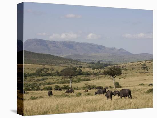 African Buffalo, Masai Mara National Reserve, Kenya, East Africa, Africa-Angelo Cavalli-Premier Image Canvas