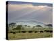 African Buffalo, Serengeti National Park, Tanzania-Ivan Vdovin-Premier Image Canvas