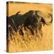 African Buffalo-Joe McDonald-Premier Image Canvas