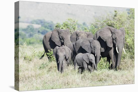 African Bush Elephant Herd, Maasai Mara, Kenya-Martin Zwick-Premier Image Canvas