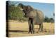 African Bush Elephant (Loxodonta Africana) Eating from a Tree-Michael Runkel-Premier Image Canvas