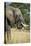 African Bush Elephant (Loxodonta Africana), Liwonde National Park, Malawi, Africa-Michael Runkel-Premier Image Canvas