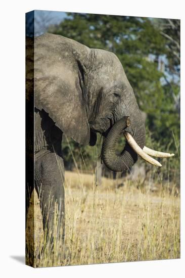 African Bush Elephant (Loxodonta Africana), Liwonde National Park, Malawi, Africa-Michael Runkel-Premier Image Canvas