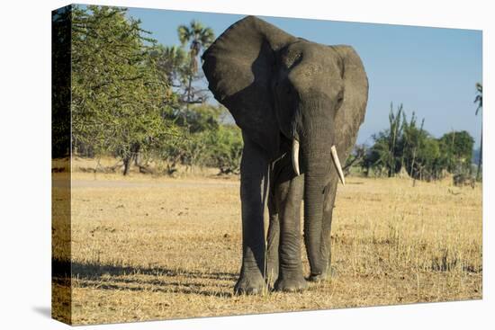 African Bush Elephant (Loxodonta Africana), Liwonde National Park, Malawi, Africa-Michael Runkel-Premier Image Canvas