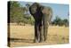 African Bush Elephant (Loxodonta Africana), Liwonde National Park, Malawi, Africa-Michael Runkel-Premier Image Canvas