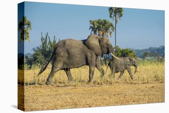 African Bush Elephant (Loxodonta Africana) Mother with Calf, Liwonde National Park, Malawi, Africa-Michael Runkel-Premier Image Canvas