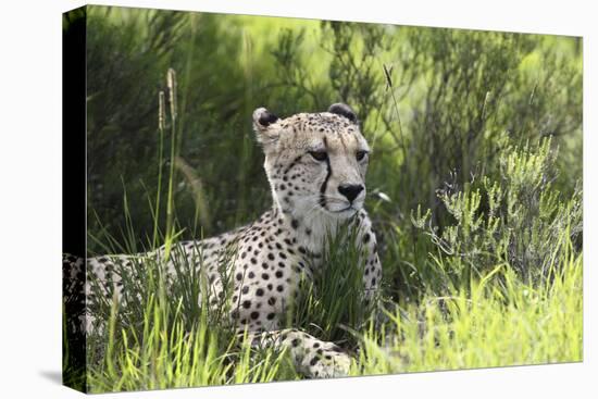 African Cheetah 011-Bob Langrish-Premier Image Canvas