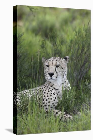 African Cheetah 014-Bob Langrish-Premier Image Canvas