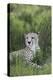 African Cheetah 014-Bob Langrish-Premier Image Canvas
