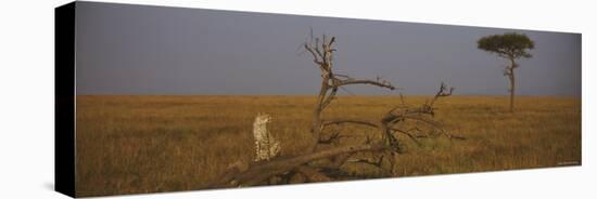 African Cheetah Sitting on a Fallen Tree, Masai Mara National Reserve, Kenya-null-Premier Image Canvas