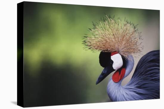 African Crowned Crane, Balearica Rugelorum Gibbericepes-Stuart Westmorland-Premier Image Canvas