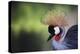 African Crowned Crane, Balearica Rugelorum Gibbericepes-Stuart Westmorland-Premier Image Canvas