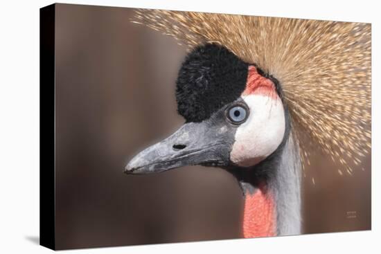 African Crowned Crane-Nathan Larson-Premier Image Canvas