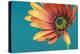 African daisy ll-Heidi Westum-Premier Image Canvas