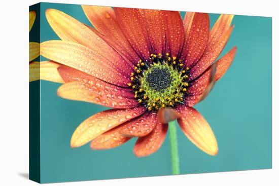 African daisy-Heidi Westum-Premier Image Canvas