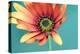 African daisy-Heidi Westum-Premier Image Canvas