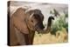 African desert elephant drinking from waterhole, Namibia-Eric Baccega-Premier Image Canvas