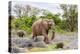 African desert elephant female and calf walking, Namibia-Eric Baccega-Premier Image Canvas