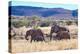 African desert elephant herd with one month old baby, Namibia-Eric Baccega-Premier Image Canvas