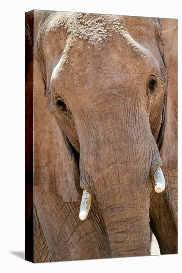 African desert elephant portrait, Hoanib River, Namibia-Eric Baccega-Premier Image Canvas