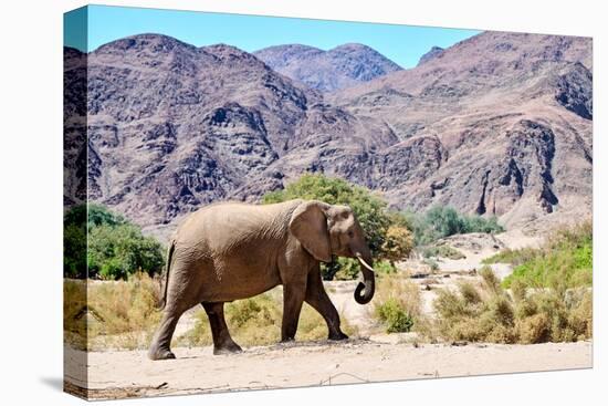 African desert elephant walking in dry Hoanib Riverbed, Namibia-Eric Baccega-Premier Image Canvas