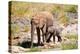 African desert elephant with calf drinking at at a spring, Namibia-Eric Baccega-Premier Image Canvas