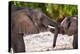 African desert elephants play fighting, Namibia-Eric Baccega-Premier Image Canvas