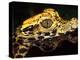 African Dwarf Crocodile Hatchlings, Native to Africa-David Northcott-Premier Image Canvas