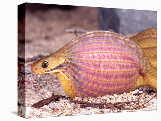 African Egg Eating Snake, Native to Eastern Africa-David Northcott-Premier Image Canvas