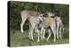 African Eland 10-Bob Langrish-Premier Image Canvas