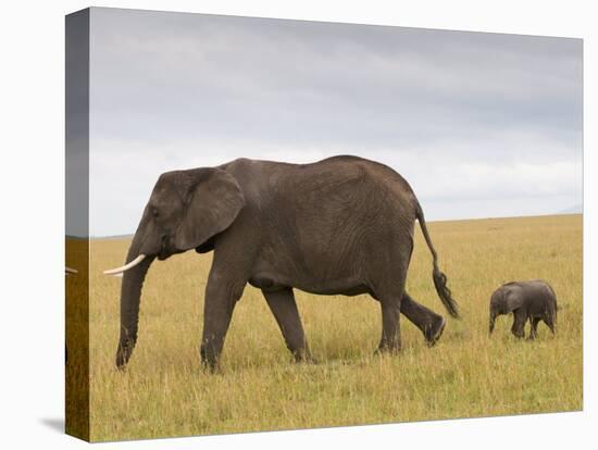 African Elephant and Baby (Loxodonta Africana), Masai Mara National Reserve, Kenya-Sergio Pitamitz-Premier Image Canvas