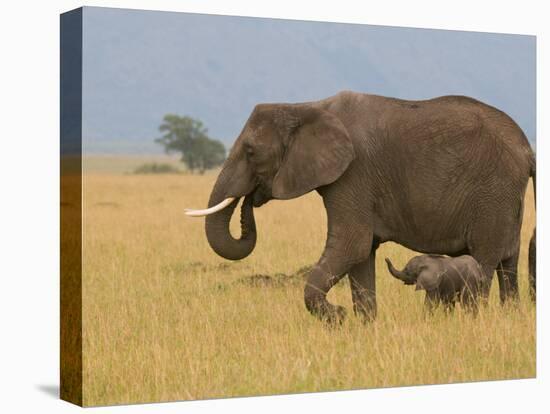 African Elephant and Baby (Loxodonta Africana), Masai Mara National Reserve, Kenya-Sergio Pitamitz-Premier Image Canvas