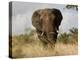 African Elephant Bull, Kruger National Park, Mpumalanga, South Africa, Africa-Toon Ann & Steve-Premier Image Canvas