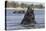 African Elephant Bull (Loxodonta Africana) Bathing in Chobe While Crossing River, Botswana, Africa-Ann & Steve Toon-Premier Image Canvas